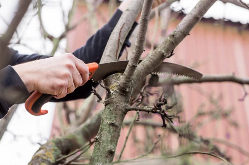 Tree Branch Trimming Service.