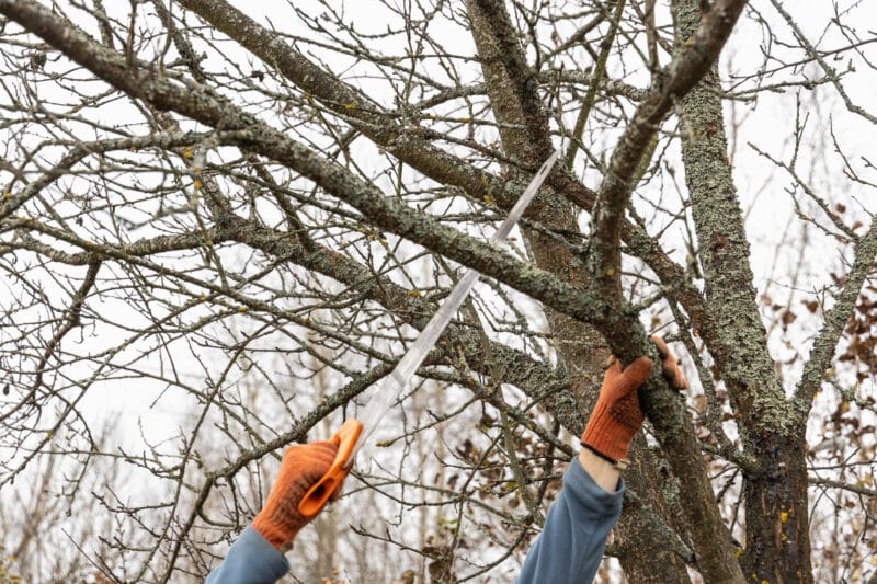 Trimming Tree Branches that overhang a roofline.