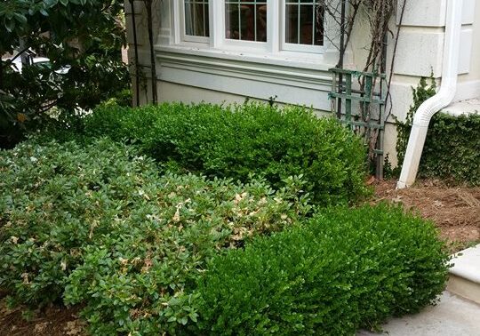 Exterior wall on a Dunwoody GA Home - After Pressure Washing.